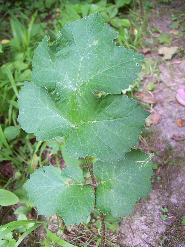 Image of Heracleum sibiricum specimen.