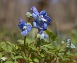 Corydalis ussuriensis. Верхушка цветущего растения. Южное Приморье, Чёрные горы, заповедник \"Кедровая падь\", долина реки. 26.04.2011.