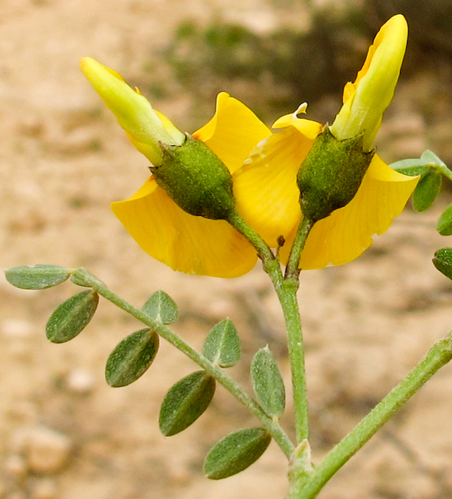 Image of Colutea istria specimen.