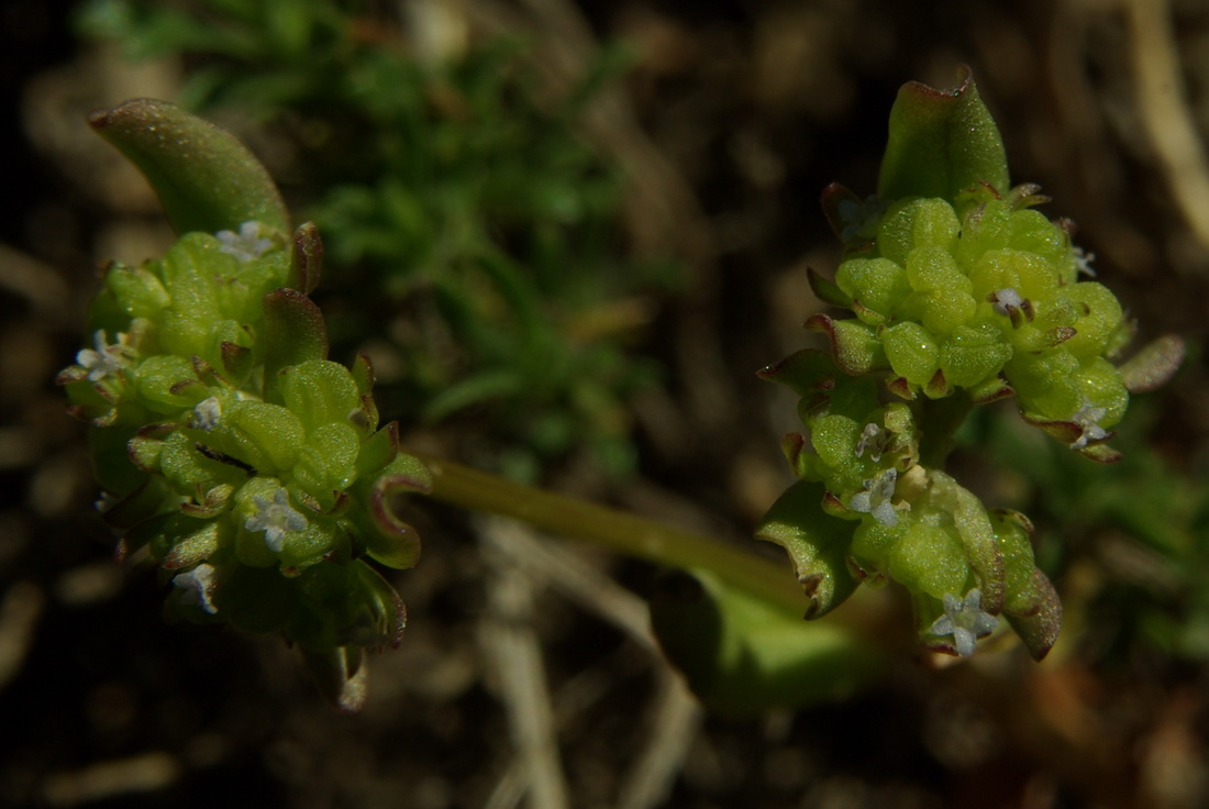 Image of Valerianella costata specimen.