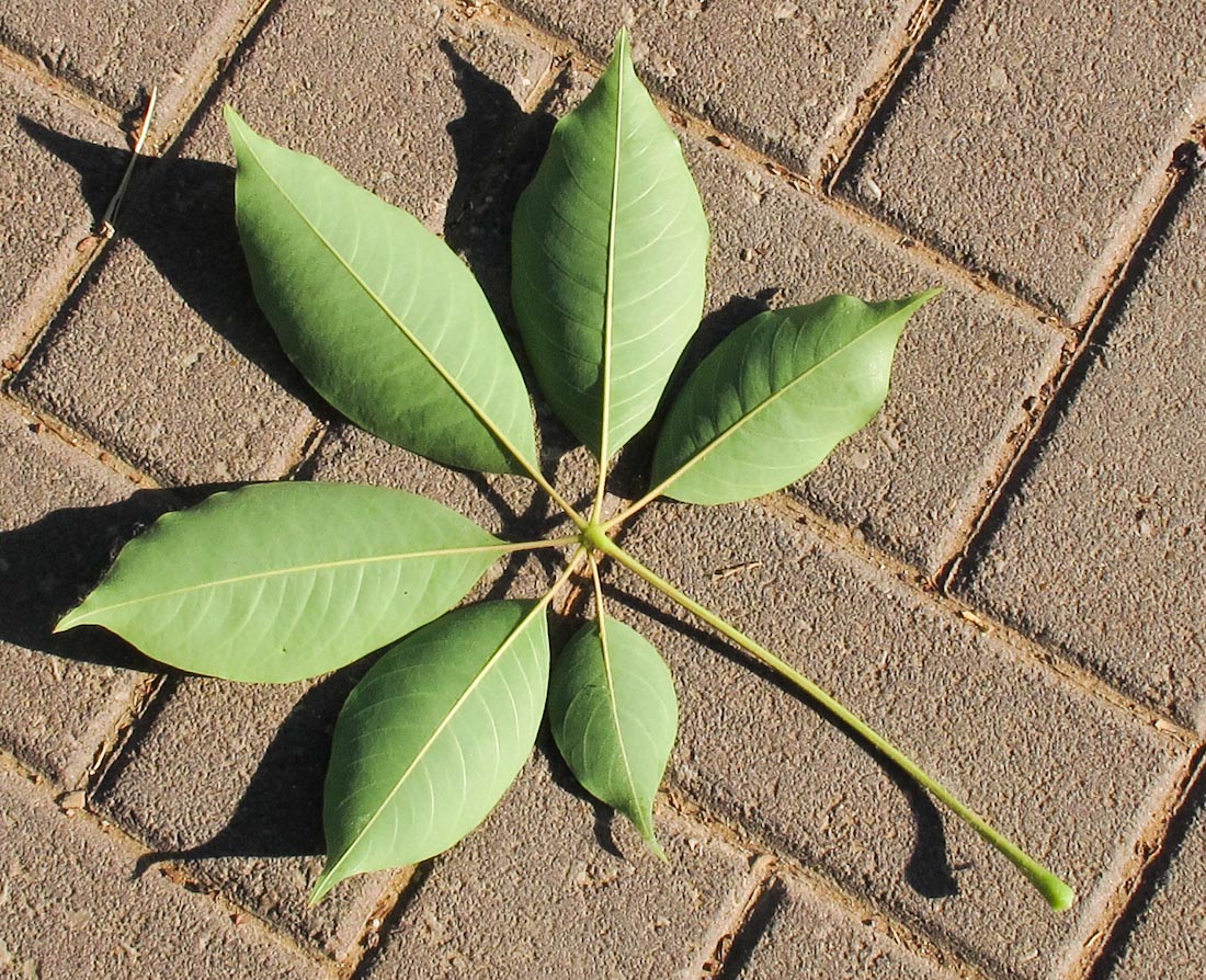 Image of Bombax ceiba specimen.