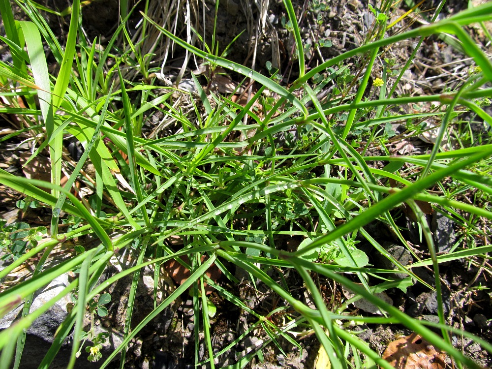 Image of Dianthus hyssopifolius specimen.