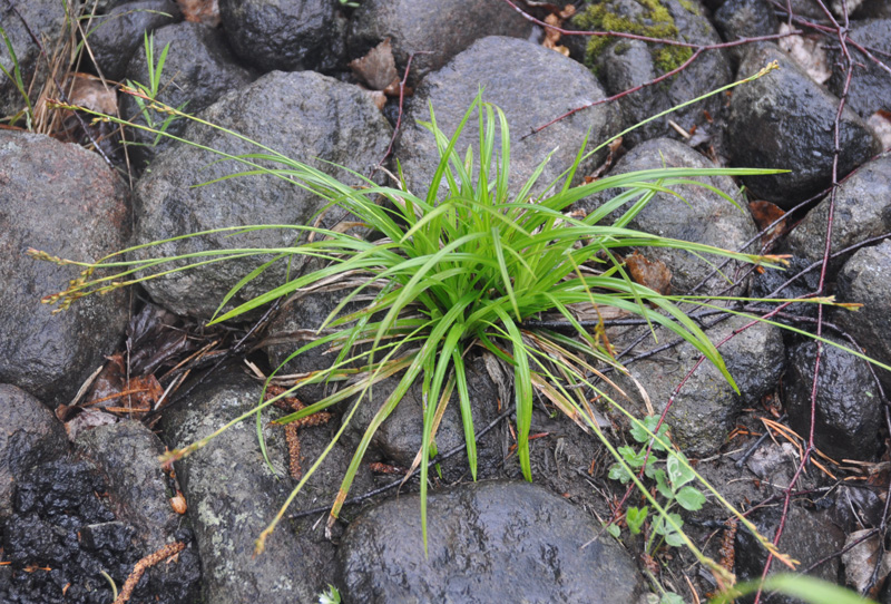 Изображение особи Carex ornithopoda.