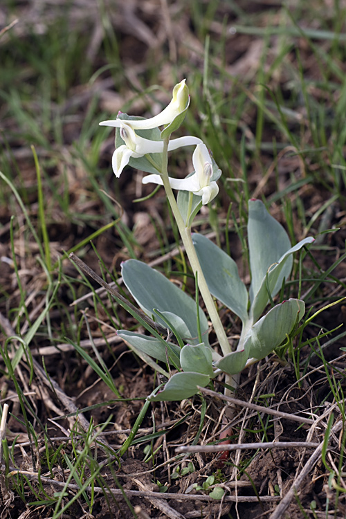 Image of genus Corydalis specimen.