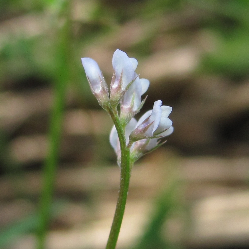 Image of Vicia hirsuta specimen.