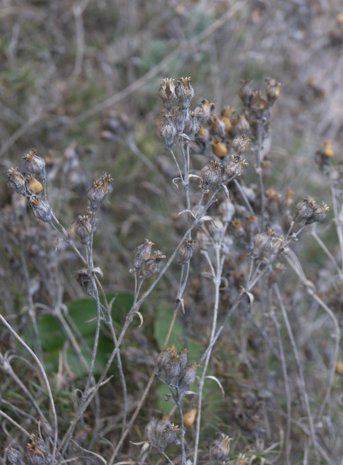 Image of Silene tenella specimen.