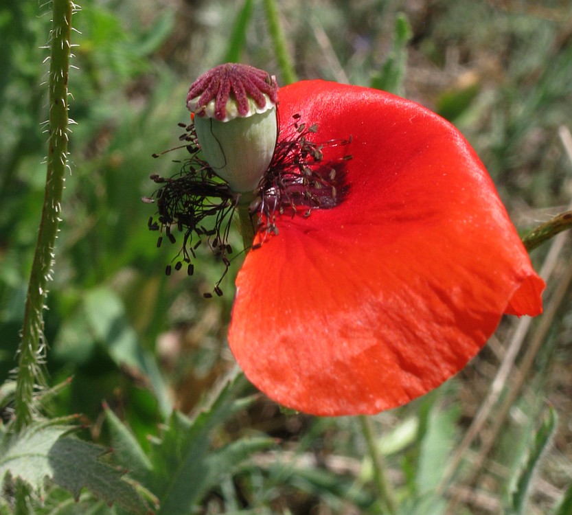 Image of Papaver rhoeas specimen.