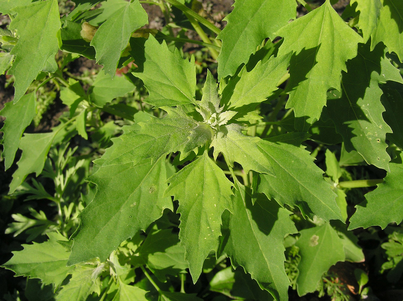 Image of Chenopodium &times; fursajevii specimen.