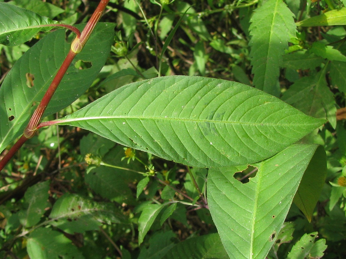 Image of Persicaria lapathifolia specimen.