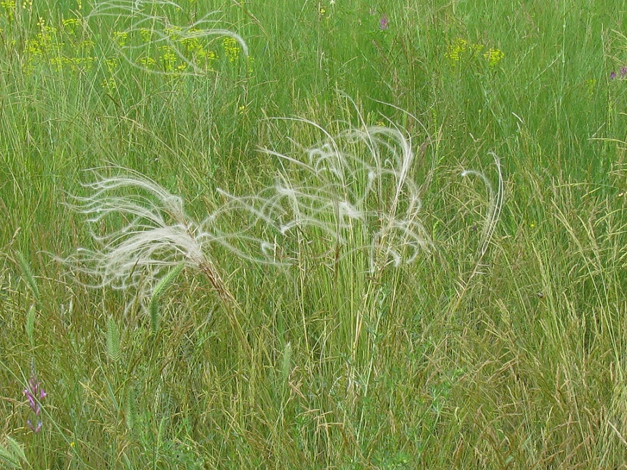 Изображение особи Stipa pennata.