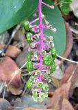 Смотреть изображение Phytolacca americana