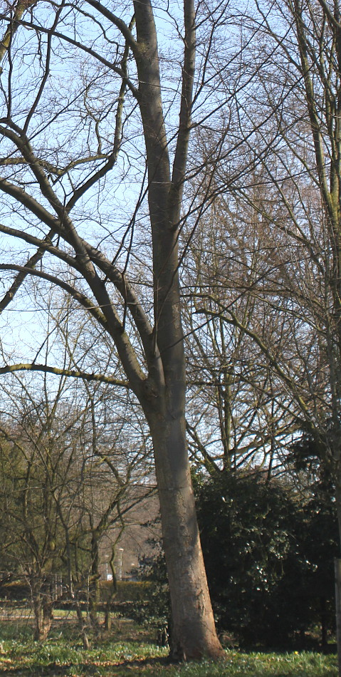 Image of Zelkova serrata specimen.