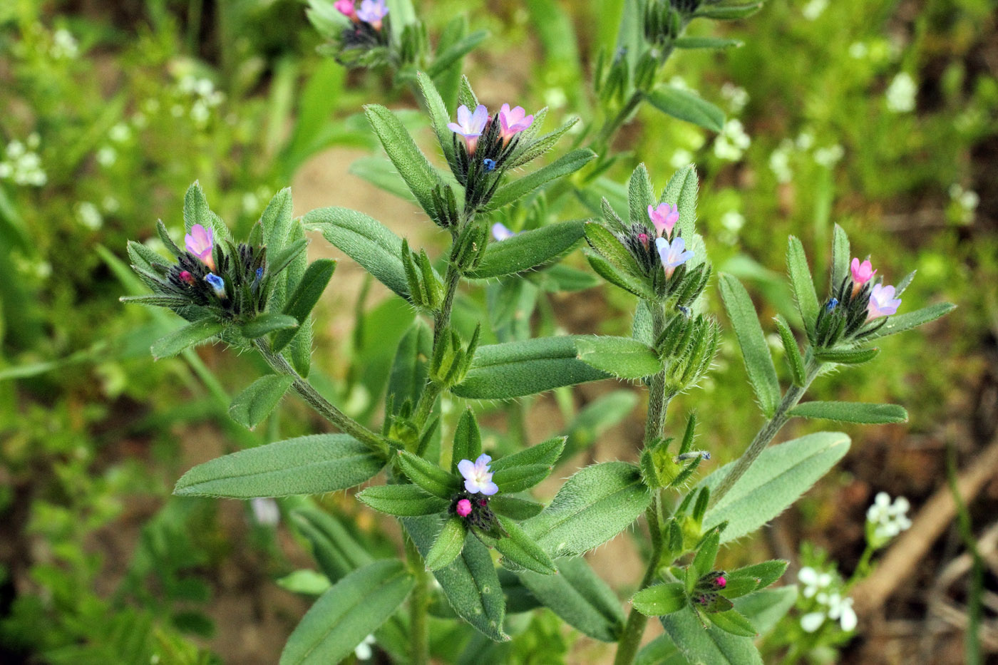 Изображение особи Buglossoides arvensis.