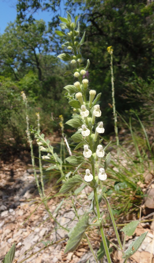 Image of Scutellaria albida specimen.