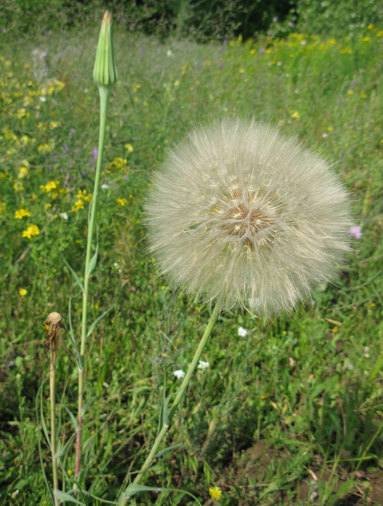 Изображение особи Tragopogon dubius ssp. major.