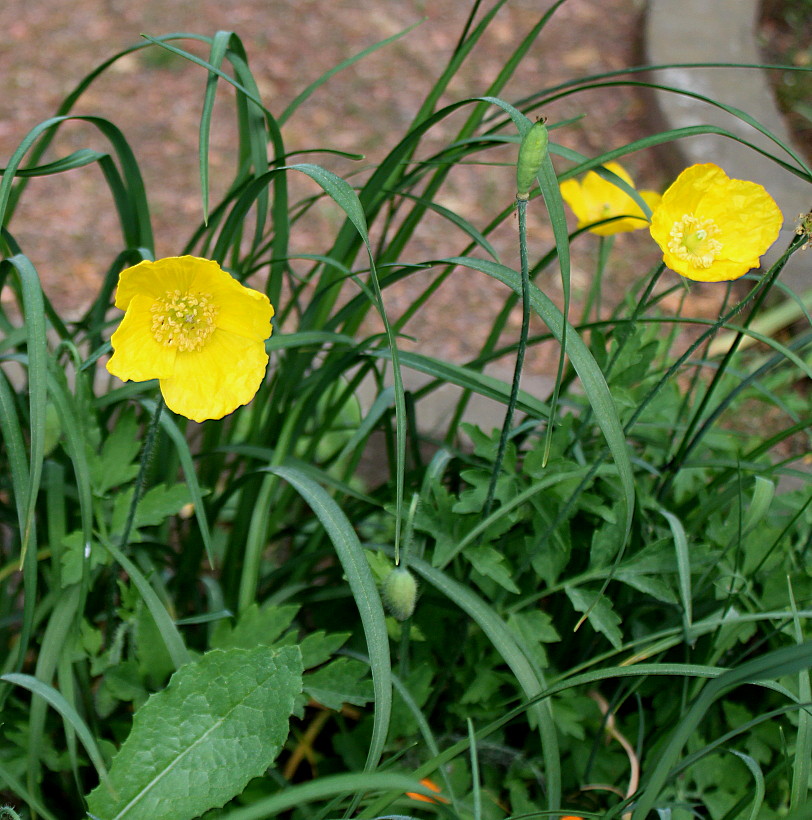 Image of Papaver cambricum specimen.