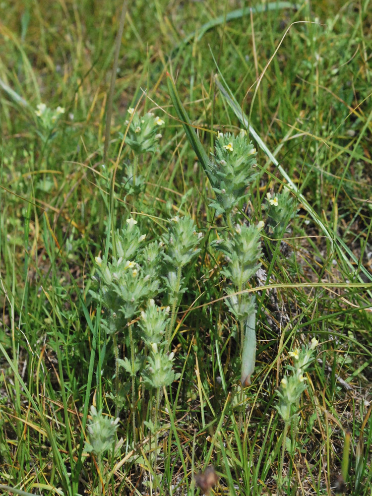 Изображение особи Parentucellia flaviflora.