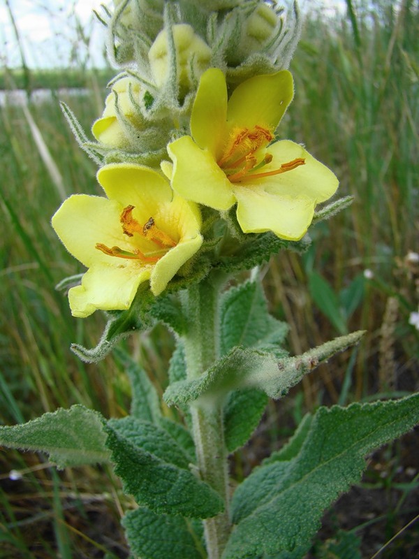 Изображение особи Verbascum ovalifolium.