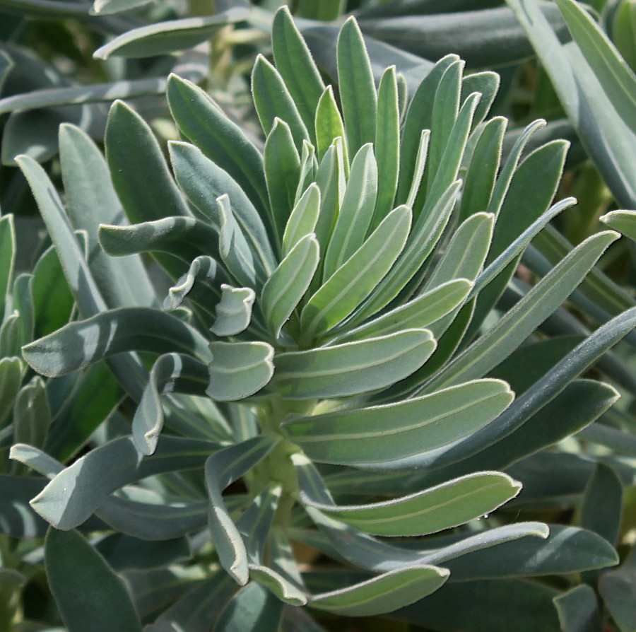 Image of genus Euphorbia specimen.