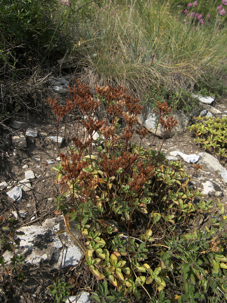 Image of Sedum spurium specimen.