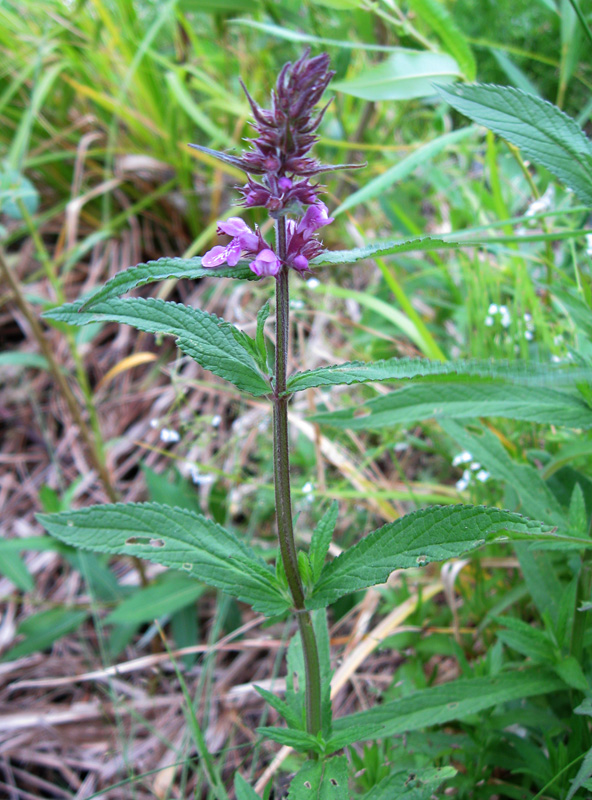 Изображение особи Stachys palustris.