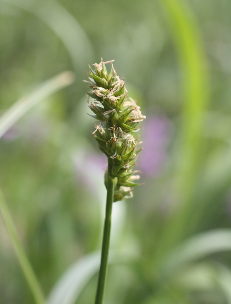 Изображение особи род Carex.