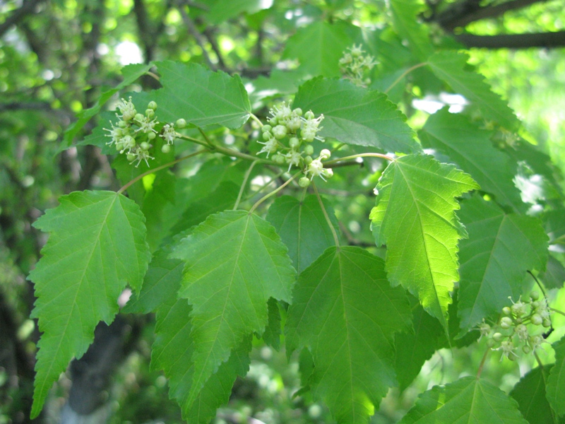 Image of Acer ginnala specimen.