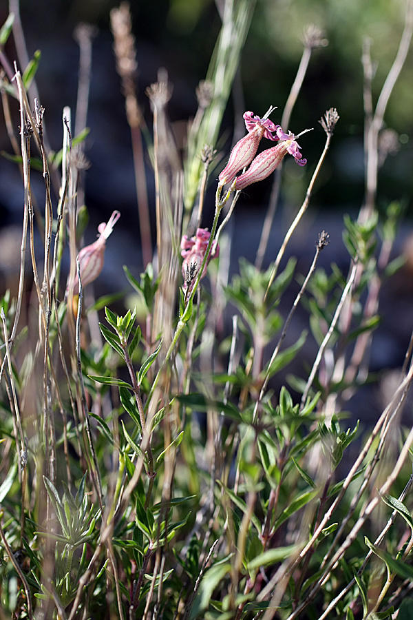 Image of Silene brahuica specimen.