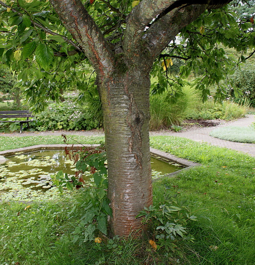 Image of Prunus serrulata specimen.