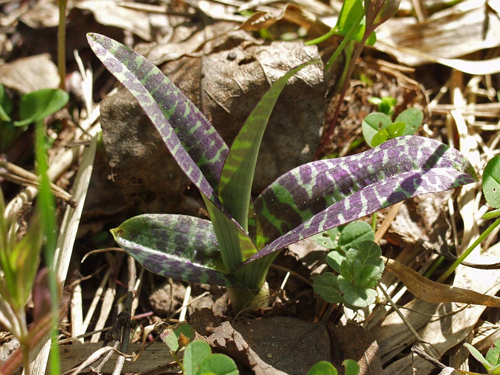 Image of Dactylorhiza fuchsii specimen.