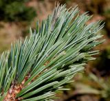 Pinus aristata. Верхняя часть побега. Германия, г. Дюссельдорф, Ботанический сад университета. 13.03.2014.
