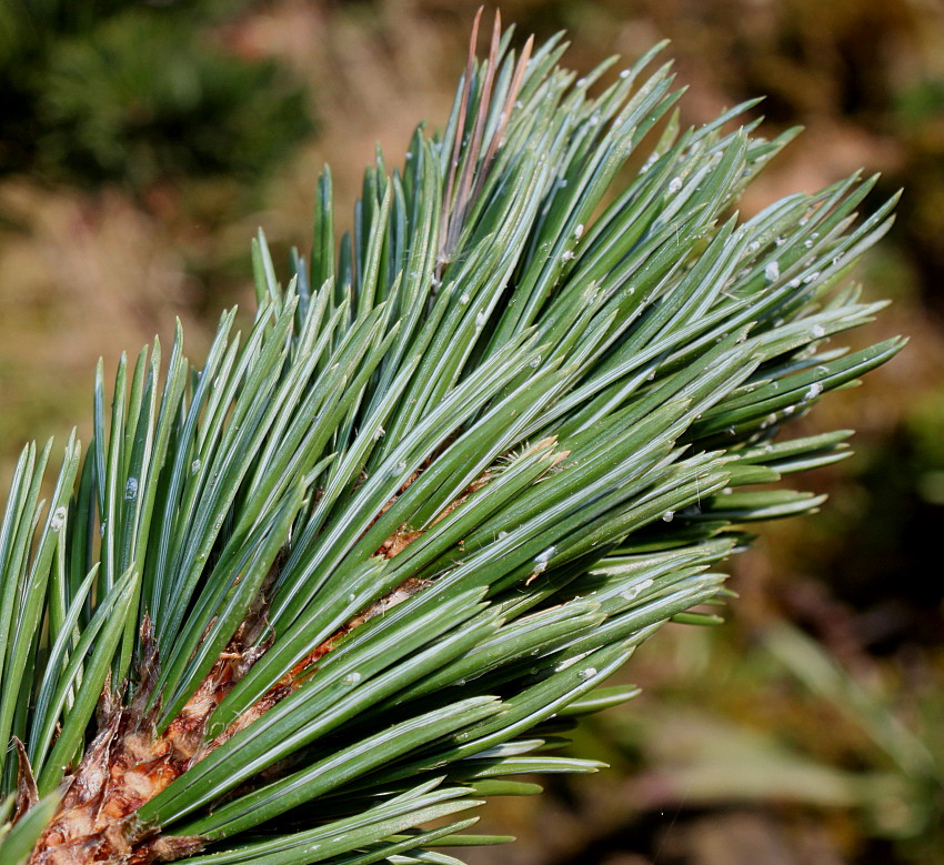 Изображение особи Pinus aristata.