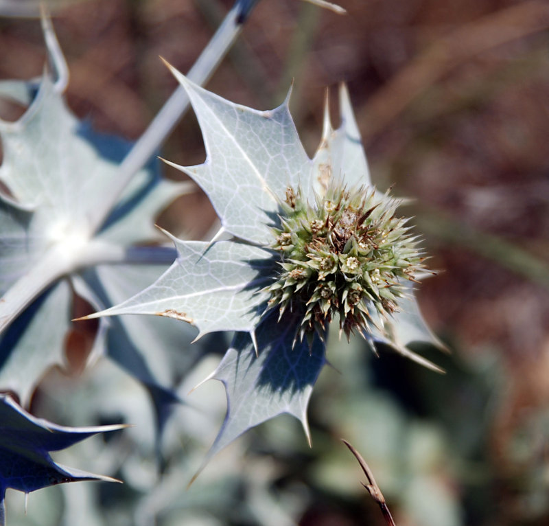 Изображение особи Eryngium maritimum.