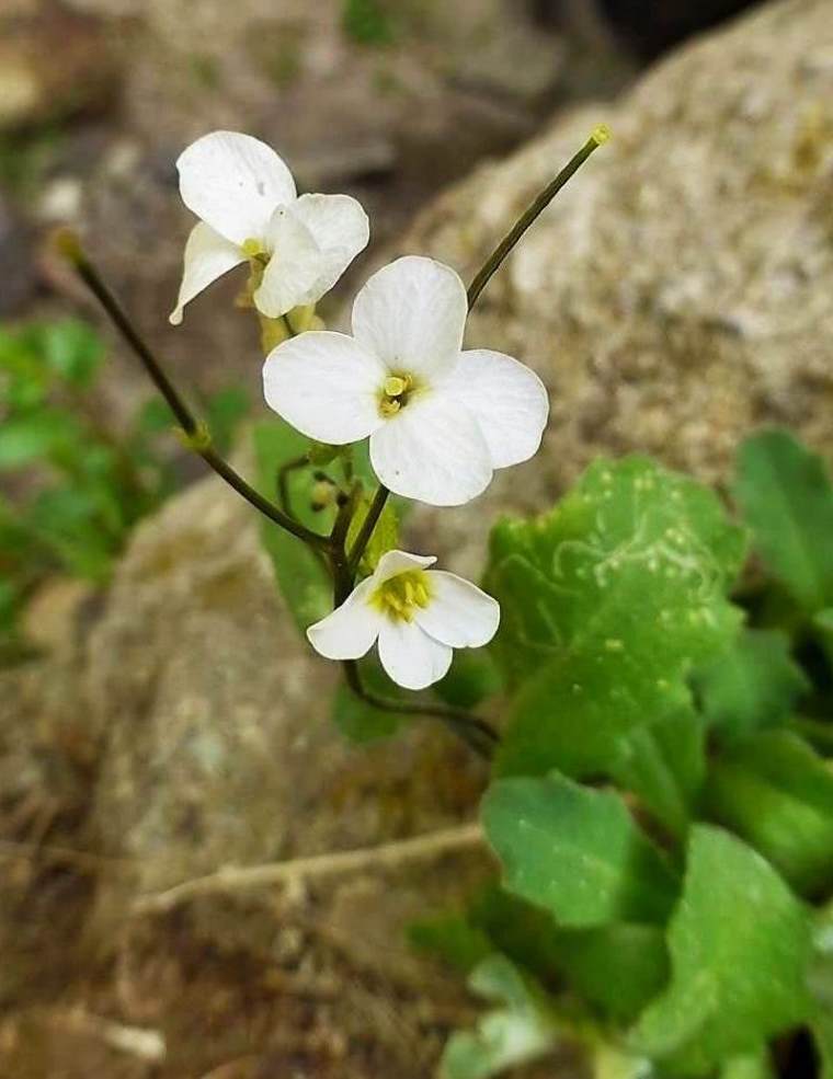 Image of Arabis caucasica specimen.