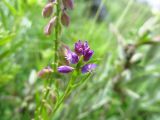 Polygala comosa