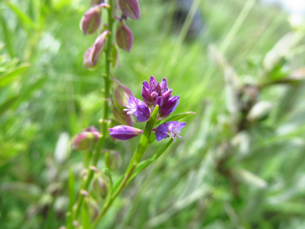 Image of Polygala comosa specimen.