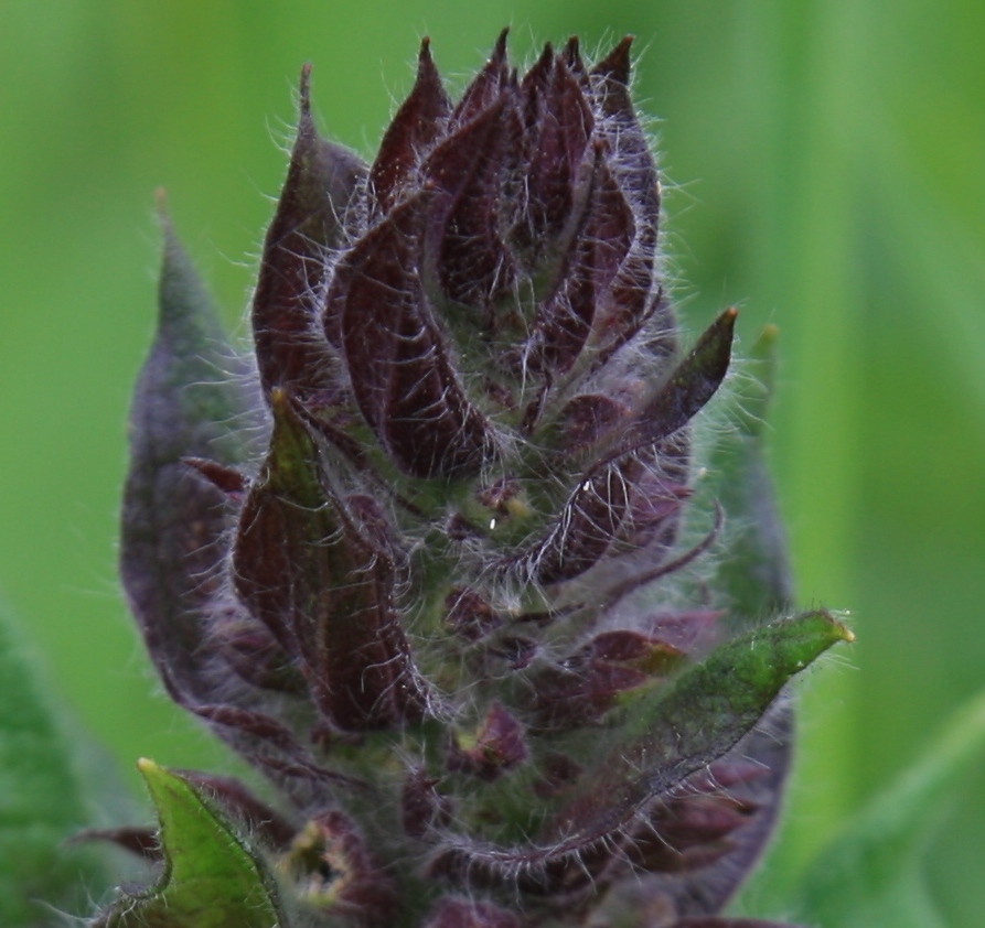 Image of familia Lamiaceae specimen.