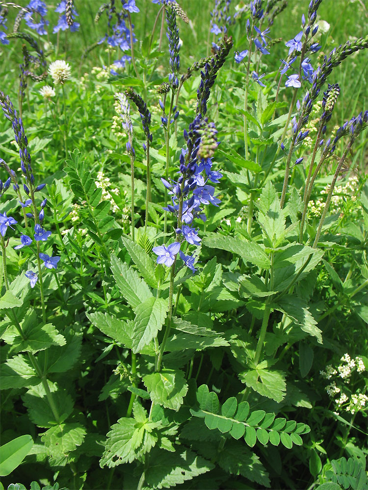 Image of Veronica teucrium specimen.