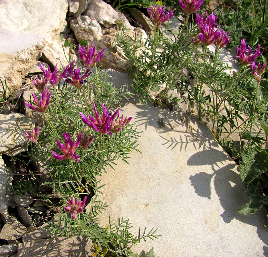 Изображение особи Astragalus circassicus.