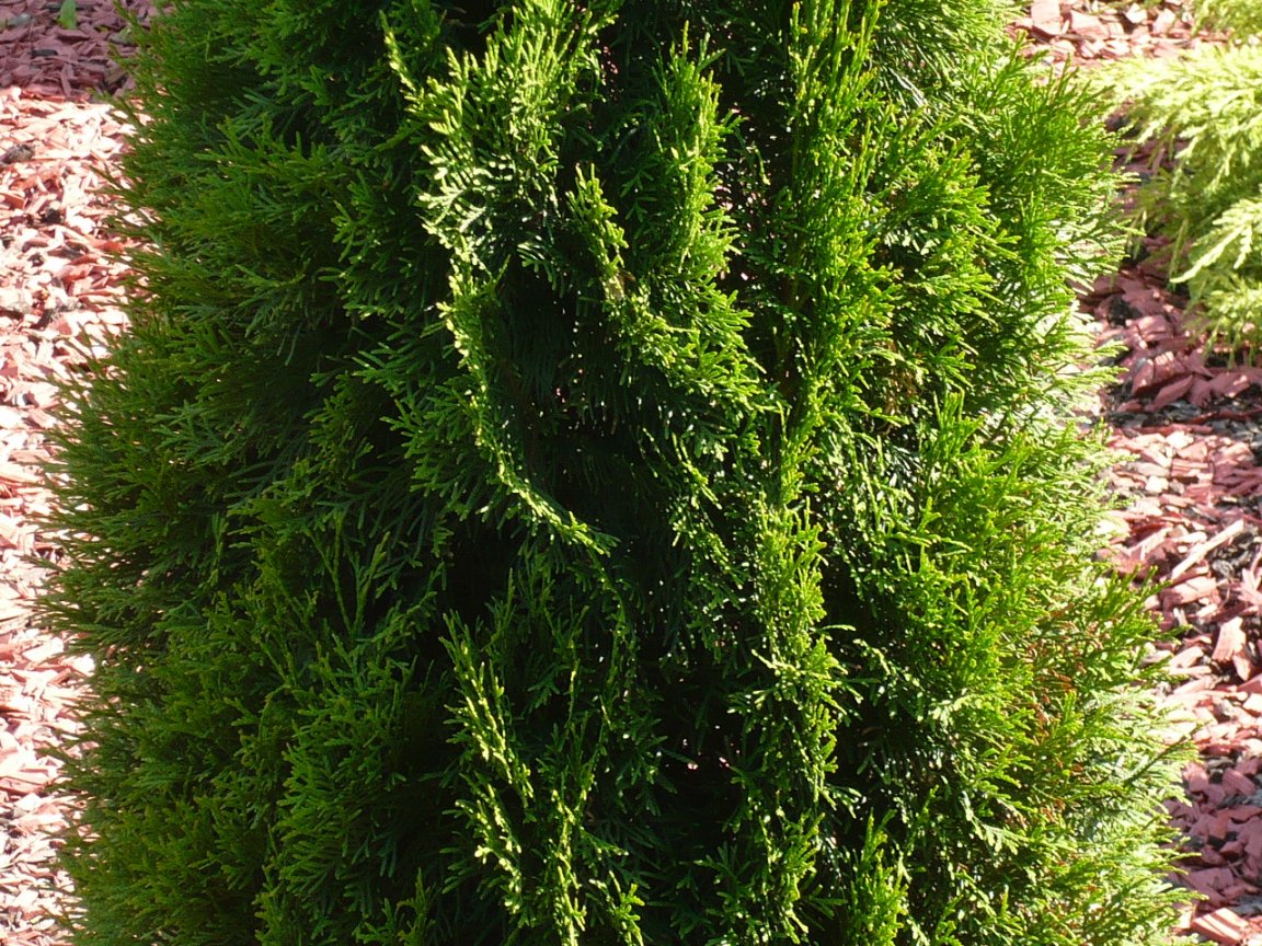 Image of Thuja occidentalis specimen.