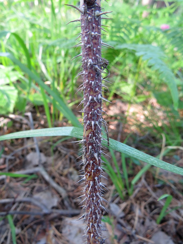 Image of Rosa cinnamomea specimen.