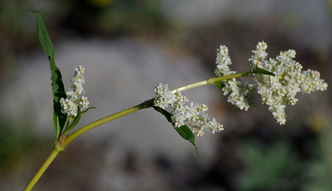 Image of Aconogonon alpinum specimen.