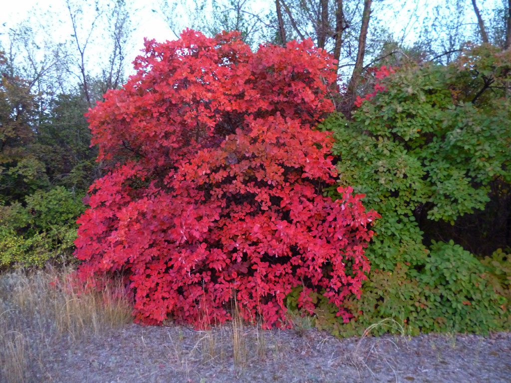 Image of Cotinus coggygria specimen.