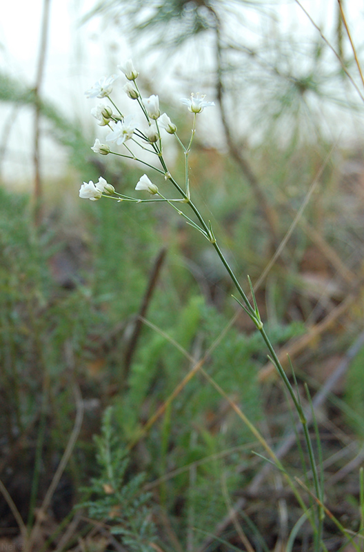 Изображение особи Eremogone saxatilis.