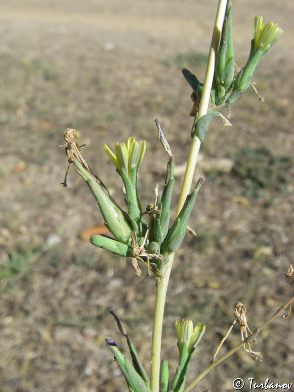 Изображение особи Lactuca serriola.