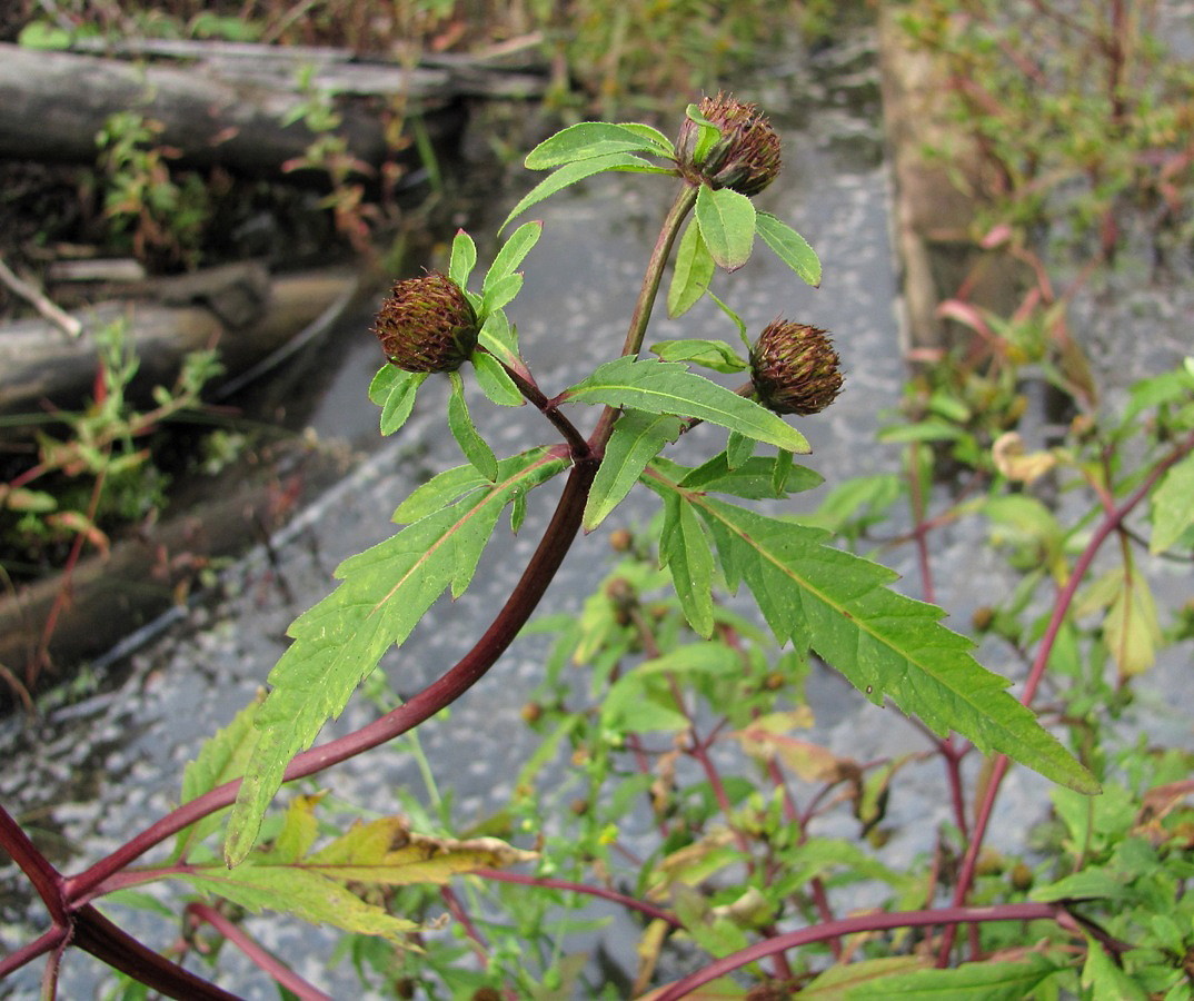 Image of Bidens tripartita specimen.