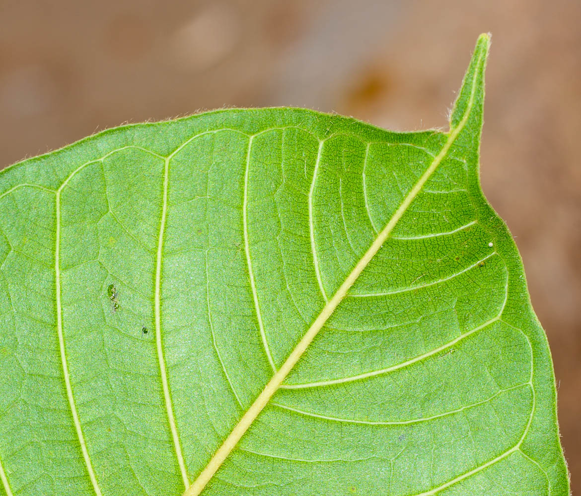 Изображение особи Ficus saussureana.