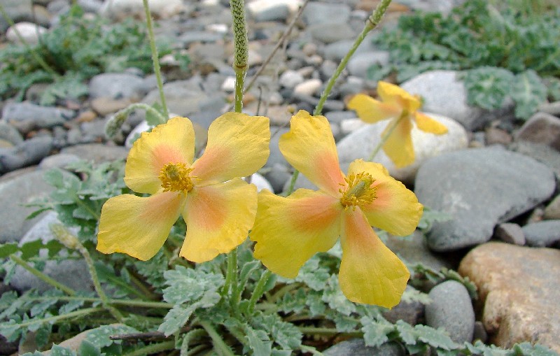 Image of Glaucium squamigerum specimen.