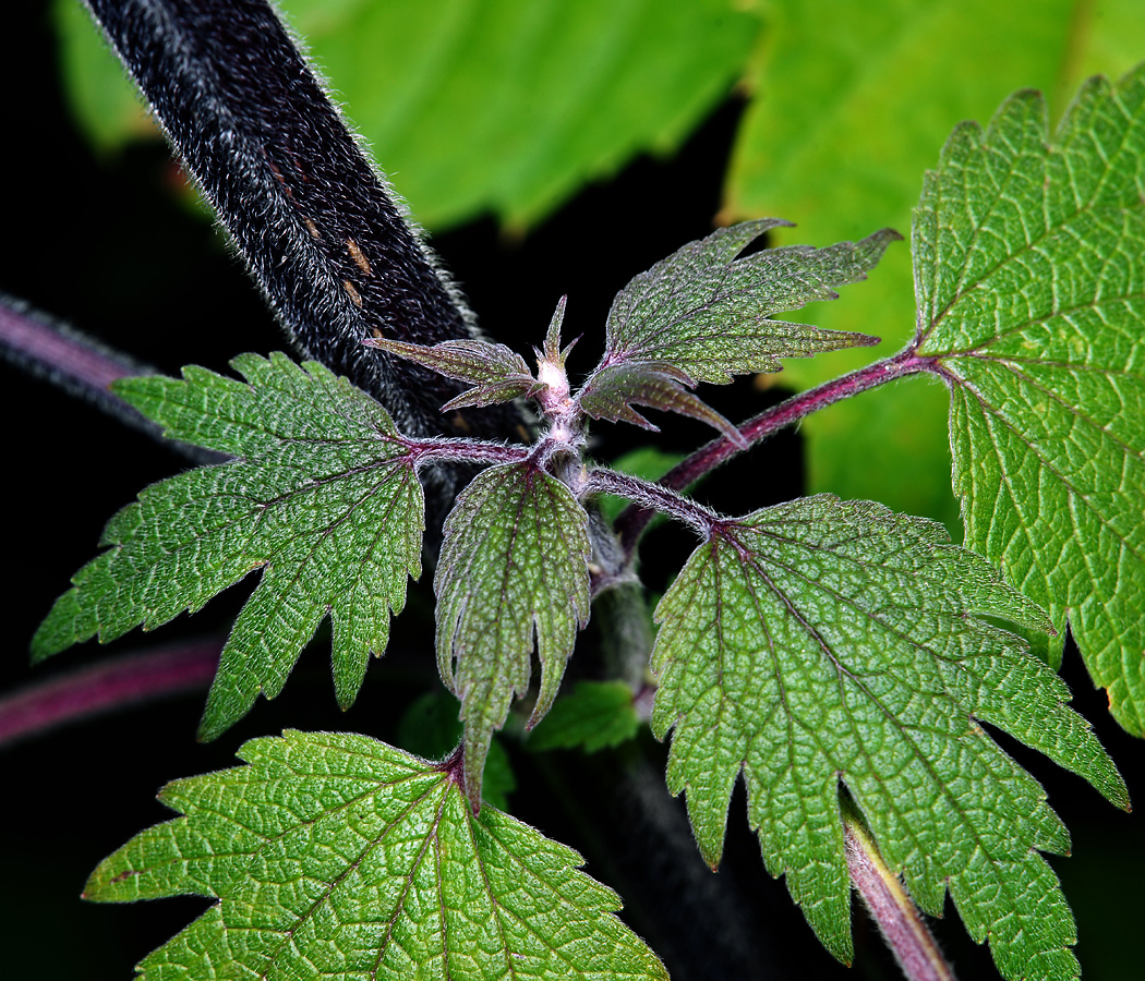 Изображение особи Leonurus quinquelobatus.