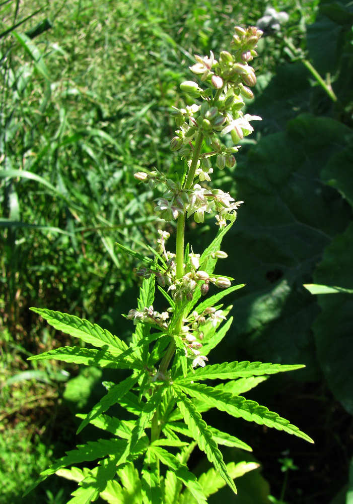 Image of Cannabis sativa var. spontanea specimen.